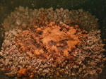 spaghetti-a-la-stefano-172839.jpg